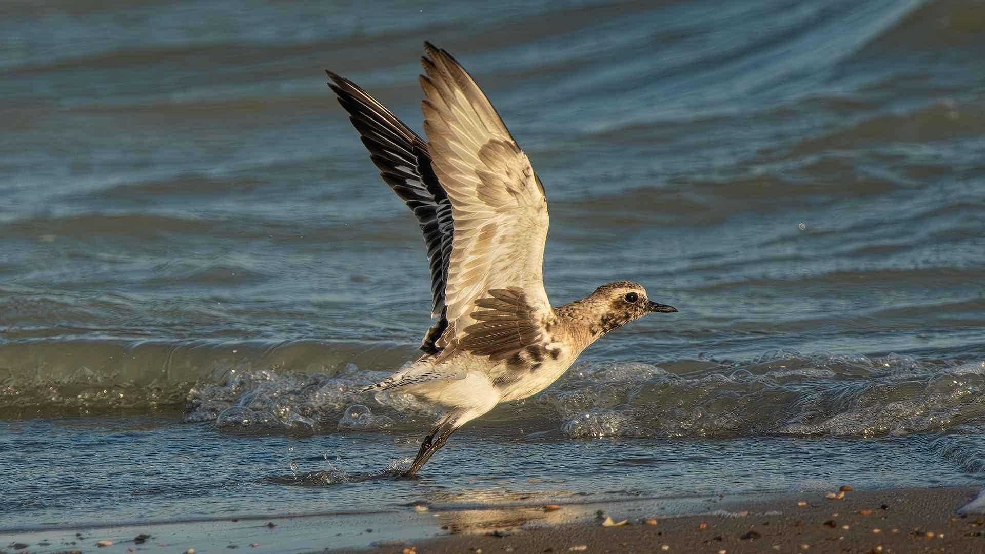 Black-bellied Plover